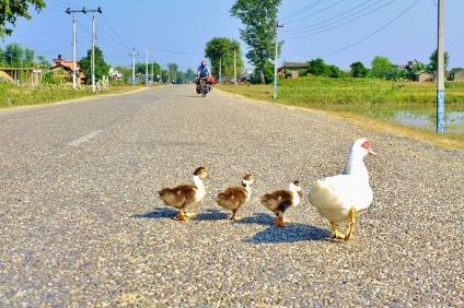 kohalpur-land